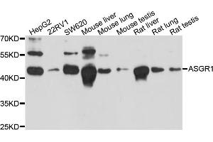 Western blot analysis of extracts of various cell lines, using ASGR1 antibody. (Asialoglycoprotein Receptor 1 antibody)