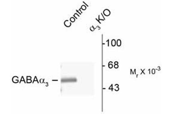 GABRA3 antibody  (N-Term)
