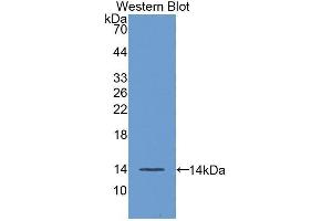 Western Blotting (WB) image for anti-Fibroblast Growth Factor 23 (FGF23) (AA 24-126) antibody (ABIN1858870) (FGF23 antibody  (AA 24-126))