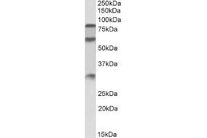 ABIN5539647 (0. (KNG1 antibody  (Internal Region))