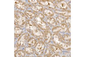 Immunohistochemistry of paraffin-embedded rat kidney using RPL26L1 antibody (ABIN7270000) at dilution of 1:50 (40x lens). (RPL26L1 antibody)