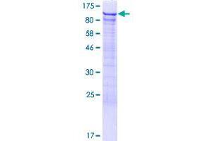 DDX42 Protein (AA 1-819) (GST tag)