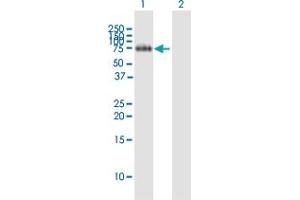 Western Blot analysis of FLRT2 expression in transfected 293T cell line by FLRT2 MaxPab polyclonal antibody.