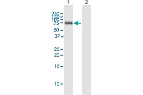 FLRT2 Antikörper  (AA 1-660)