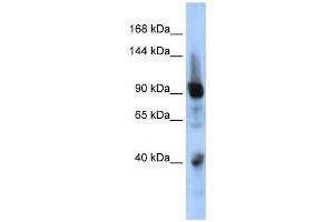 Western Blotting (WB) image for anti-Zinc Finger Protein 507 (ZNF507) antibody (ABIN2458183)