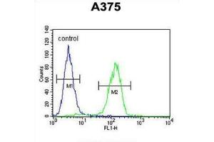 Flow Cytometry (FACS) image for anti-Actin-Related Protein 2 (ACTR2) antibody (ABIN3002671) (ACTR2 antibody)
