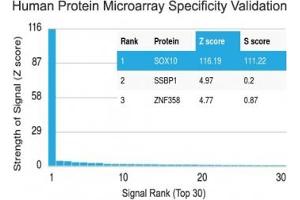 Analysis of HuProt(TM) microarray containing more than 19,000 full-length human proteins using SOX10 antibody (clone SOX10/991). (SOX10 antibody  (AA 115-269))