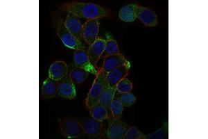 Immunofluorescence (IF) image for anti-CD59 (CD59) (AA 31-111) antibody (ABIN1845905)