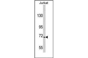 Image no. 1 for anti-Ubiquitin Specific Peptidase 19 (USP19) (AA 1290-1319), (C-Term) antibody (ABIN357553) (USP19 antibody  (C-Term))