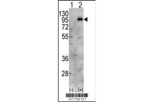 Western blot analysis of PIP5K1C using PIP5K1G Antibody. (PIP5K1C antibody  (C-Term))