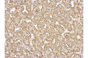 Immunohistochemistry (IHC) image for anti-Glutamic-Oxaloacetic Transaminase 2, Mitochondrial (Aspartate Aminotransferase 2) (GOT2) (Center) antibody (ABIN2855229)
