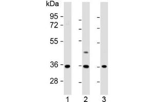 Olfactory Receptor, Family 2, Subfamily AE, Member 1 (OR2AE1) (AA 278-312) antibody