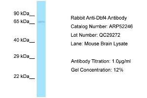 Western Blotting (WB) image for anti-DBF4 Homolog (DBF4) (C-Term) antibody (ABIN2784842) (DBF4 antibody  (C-Term))