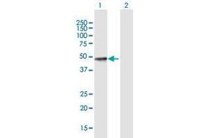 Western Blot analysis of SULT2B1 expression in transfected 293T cell line by SULT2B1 MaxPab polyclonal antibody. (SULT2B1 antibody  (AA 1-365))