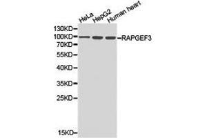 Western Blotting (WB) image for anti-Rap Guanine Nucleotide Exchange Factor (GEF) 3 (RAPGEF3) antibody (ABIN1874552) (RAPGEF3 antibody)