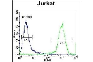 HJURP Antibody (C-term) (ABIN657329 and ABIN2846399) flow cytometric analysis of Jurkat cells (right histogram) compared to a negative control cell (left histogram).