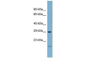 WB Suggested Anti-COPS7A Antibody Titration: 0. (COPS7A antibody  (Middle Region))