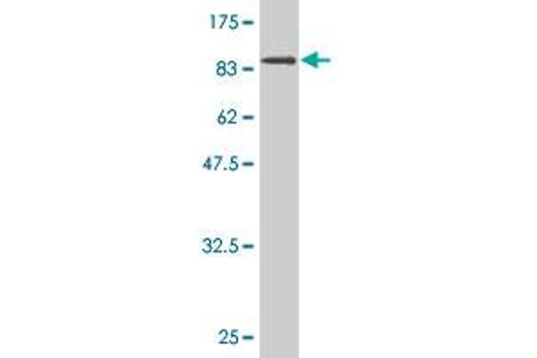 XRCC5 antibody  (AA 1-732)