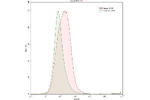 Detection of XPO1 in K562 human chronic myelogenous leukemia cell line using Polyclonal Antibody to Exportin 1 (XPO1) (XPO1 antibody  (AA 917-1071))