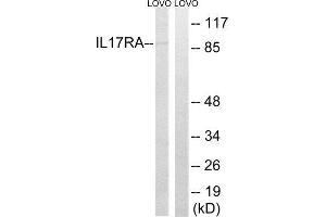 Western Blotting (WB) image for anti-Interleukin 17 Receptor A (IL17RA) (Internal Region) antibody (ABIN1850395) (IL17RA antibody  (Internal Region))