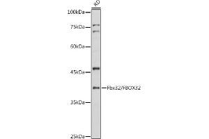 Western blot analysis of extracts of RD cells, using Fbx32/FBOX32 antibody (ABIN6134167, ABIN6140522 and ABIN7101804) at 1:1000 dilution.
