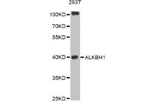 Western blot analysis of extracts of 293T cells, using ALKBH1 antibody (ABIN6292788) at 1:1000 dilution. (ALKBH1 antibody)