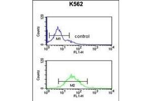 DEN1A Antibody (C-term) (ABIN653873 and ABIN2843124) flow cytometric analysis of K562 cells (bottom histogram) compared to a negative control cell (top histogram). (DENND1A antibody  (C-Term))