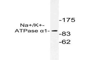 Image no. 1 for anti-Sodium Potassium ATPase, alpha1 (ATP1A1) antibody (ABIN317799) (ATP1A1 antibody)