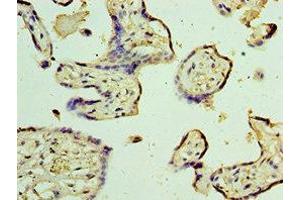 Immunohistochemistry of paraffin-embedded human placenta tissue using ABIN7172887 at dilution of 1:100 (TRPV4 antibody  (AA 1-230))