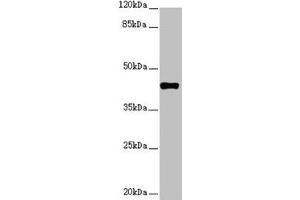 Western blot All lanes: SH3GL1 antibody at 2. (SH3GL1 antibody  (AA 219-368))