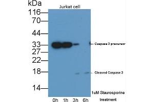 Detection of CASP3 in lysates of Jurkat cell line using Monoclonal Antibody to Caspase 3 (CASP3) (Caspase 3 antibody  (AA 29-175))