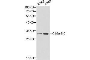 Western blot analysis of K562 cell and A549 cell lysate using C19orf10 antibody.