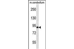 Western blot analysis in mouse cerebellum tissue lysates (35ug/lane). (MARK3 antibody  (C-Term))