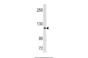 Western blot analysis of MAML3 antibody in Hela cell line lysates (35ug/lane) (MAML3 antibody  (C-Term))
