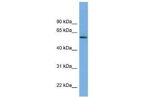NLK antibody used at 0. (Nemo-Like Kinase antibody  (Middle Region))