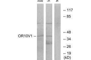 Western blot analysis of extracts from A549 cells and Jurkat cells, using OR10V1 antibody.