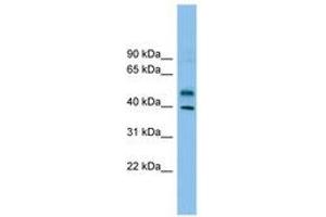Image no. 1 for anti-Zinc Finger Protein 784 (ZNF784) (AA 215-264) antibody (ABIN6744901)