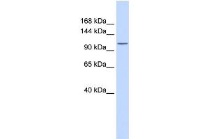 WB Suggested Anti-ATP2B3 Antibody Titration:  0.