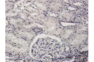 Immunoperoxidase of monoclonal antibody to PRDM4 on formalin-fixed paraffin-embedded human kidney. (PRDM4 antibody  (AA 476-575))
