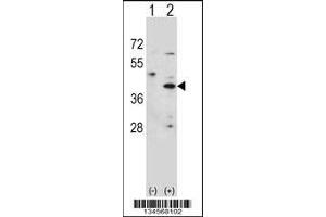 Western blot analysis of HSD3B1 using rabbit polyclonal HSD3B1 Antibody using 293 cell lysates (2 ug/lane) either nontransfected (Lane 1) or transiently transfected (Lane 2) with the HSD3B1 gene.