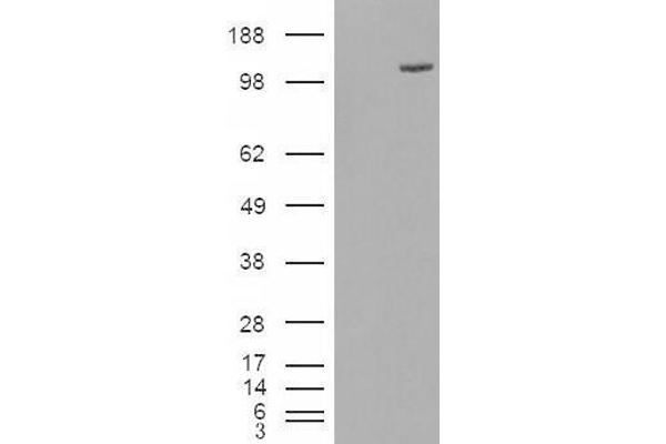ESYT1 antibody  (Internal Region)