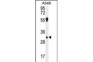 AQP12B Antibody (C-term) (ABIN655768 and ABIN2845208) western blot analysis in A549 cell line lysates (35 μg/lane).