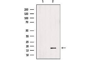 Western blot analysis of extracts from Hela, using ID2 Antibody. (Id2 antibody  (C-Term))