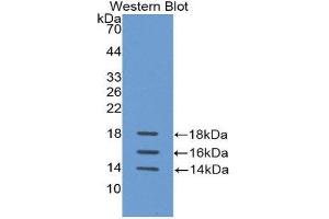 Western Blotting (WB) image for anti-Interleukin 15 (IL15) (AA 50-162) antibody (ABIN1172117) (IL-15 antibody  (AA 50-162))