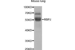 Western blot analysis of extracts of mouse lung, using RBPJ antibody. (RBPJ antibody)