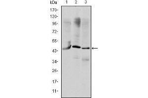 Western blot analysis using OTX2 mouse mAb against HepG2 (1), Jurkat (2), and NTERA-2 (3) cell lysate.
