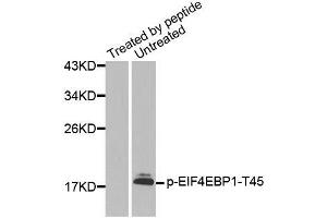 Western blot analysis of extracts from HeLa cells using Phospho-EIF4EBP1-T45 antibody (ABIN2987638). (eIF4EBP1 antibody  (pThr45))