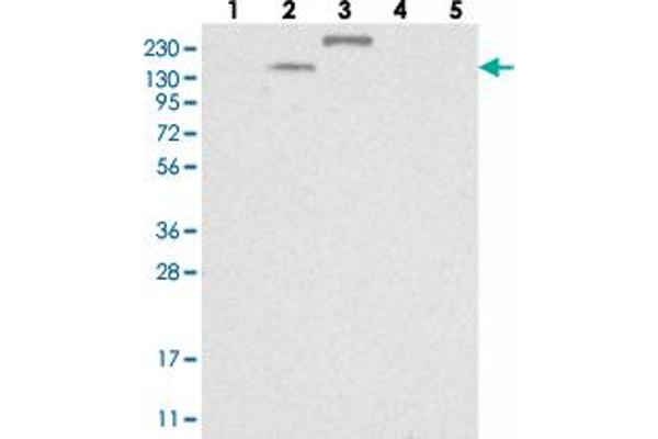 TTC21B anticorps