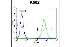 Flow cytometric analysis of K562 cells (right histogram) compared to a negative control cell (left histogram). (Cardiotrophin 1 antibody  (C-Term))