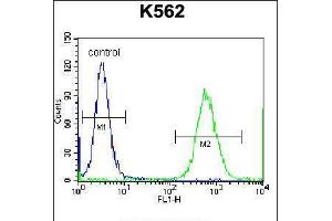 Flow cytometric analysis of K562 cells (right histogram) compared to a negative control cell (left histogram). (Cardiotrophin 1 antibody  (C-Term))